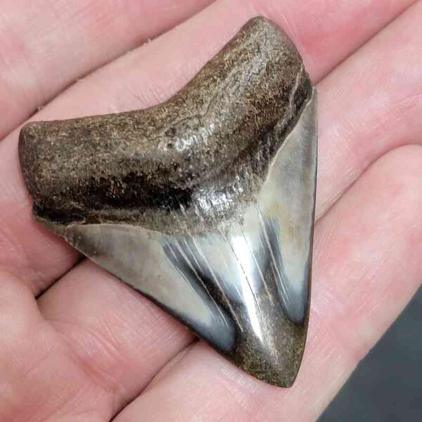 1 15/16" - Polished Megalodon Shark Tooth with Dark Brown Root and Brown Enamel -  - #33 - Image 2