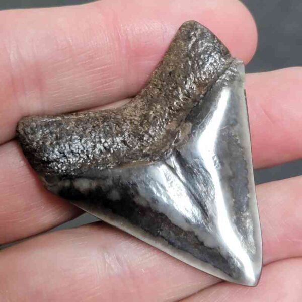 1 15/16" - Polished Megalodon Shark Tooth with Dark Brown Root and Brown Enamel -  - #33 - Image 3