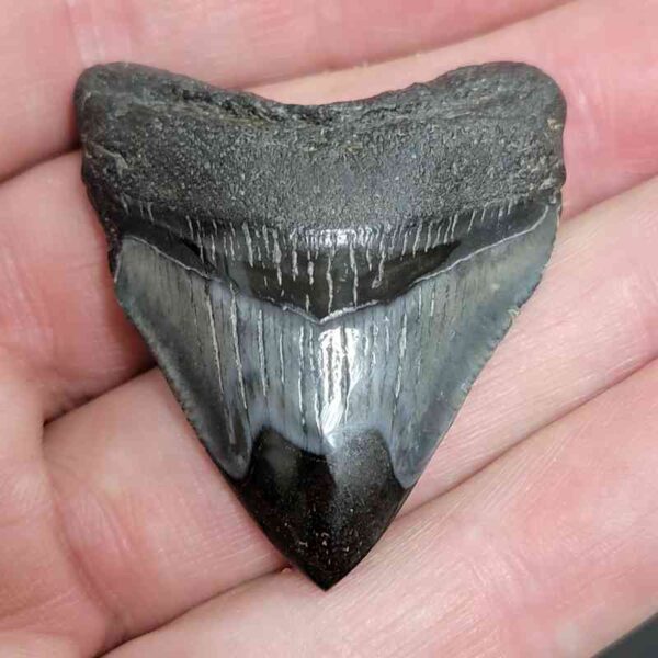 1 3/4" - Polished Megalodon Shark Tooth with Dark Brown Root and Gray Enamel -  - #34