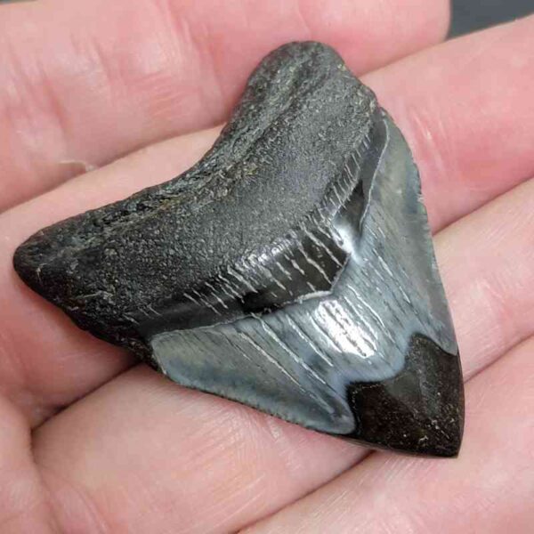 1 3/4" - Polished Megalodon Shark Tooth with Dark Brown Root and Gray Enamel -  - #34 - Image 2