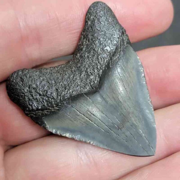 1 3/4" - Polished Megalodon Shark Tooth with Dark Brown Root and Gray Enamel -  - #34 - Image 3