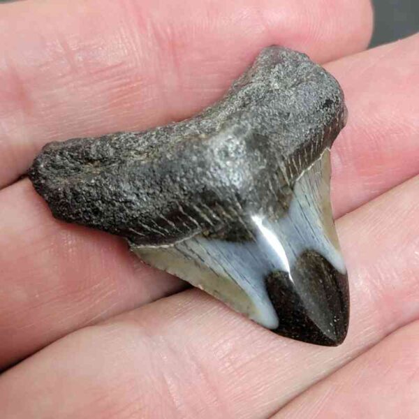 1 1/2" - Polished Megalodon Shark Tooth with Dark Brown Root and Gray Enamel -  - #3 - Image 2