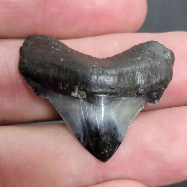 1 1/4+" - Polished Megalodon Shark Tooth with Dark Brown Root and Gray Enamel -  - #4