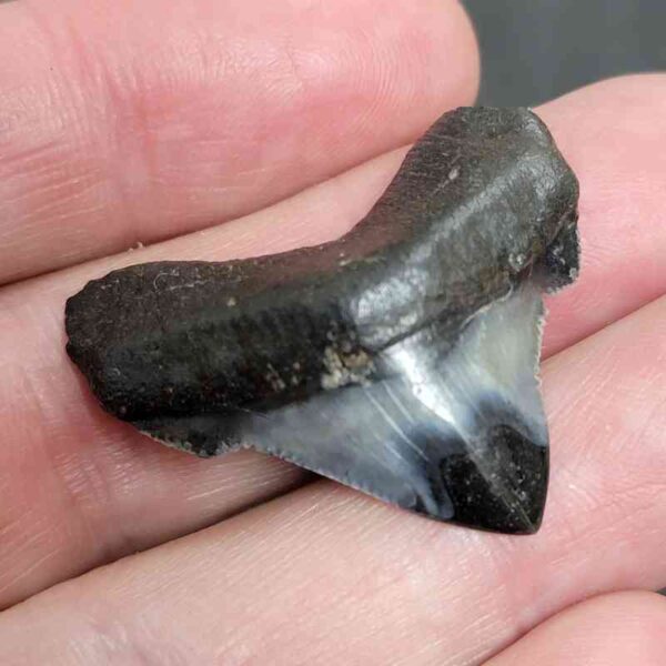 1 1/4+" - Polished Megalodon Shark Tooth with Dark Brown Root and Gray Enamel -  - #4 - Image 2