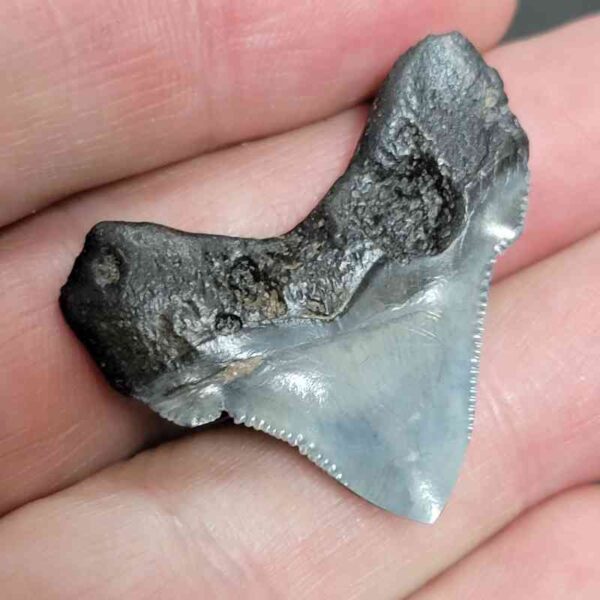 1 1/4+" - Polished Megalodon Shark Tooth with Dark Brown Root and Gray Enamel -  - #4 - Image 3