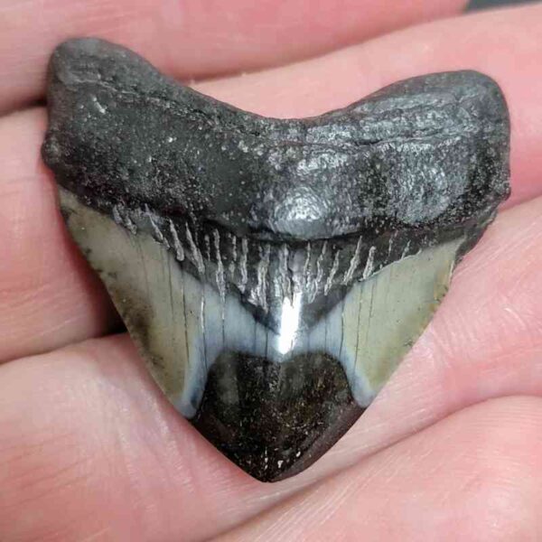1 1/2" - Polished Megalodon Shark Tooth with Dark Brown Root and Gray Enamel -  - #5