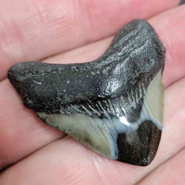 1 1/2" - Polished Megalodon Shark Tooth with Dark Brown Root and Gray Enamel -  - #5 - Image 2