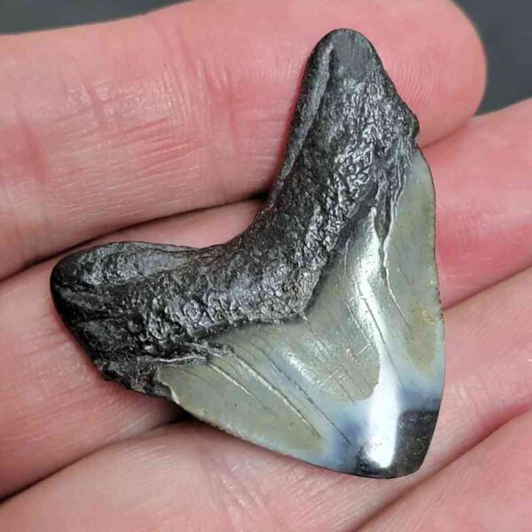 1 1/2" - Polished Megalodon Shark Tooth with Dark Brown Root and Gray Enamel -  - #5 - Image 3