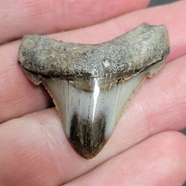 1 1/2" - Polished Megalodon Shark Tooth with Dark Brown Root and Tan Enamel -  - #6