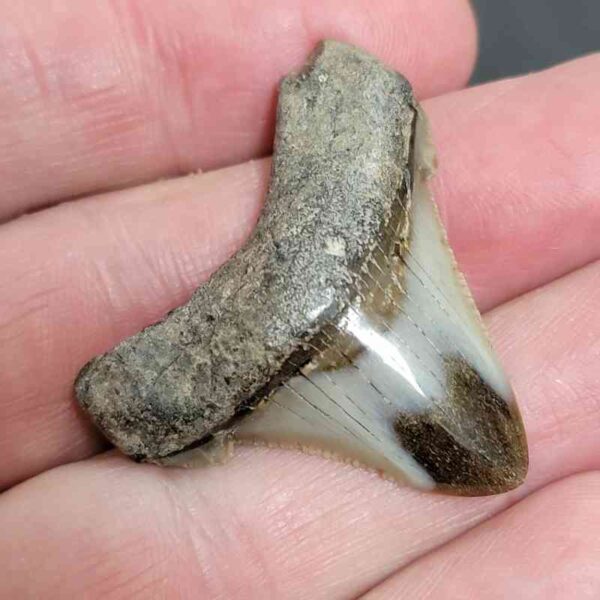 1 1/2" - Polished Megalodon Shark Tooth with Dark Brown Root and Tan Enamel -  - #6 - Image 2