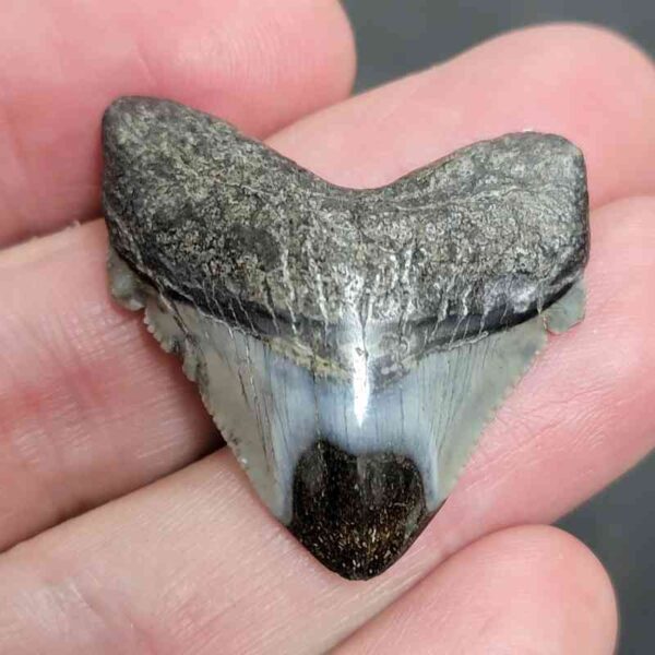 1 1/2" - Polished Megalodon Shark Tooth with Dark Brown Root and Gray Enamel -  - #7