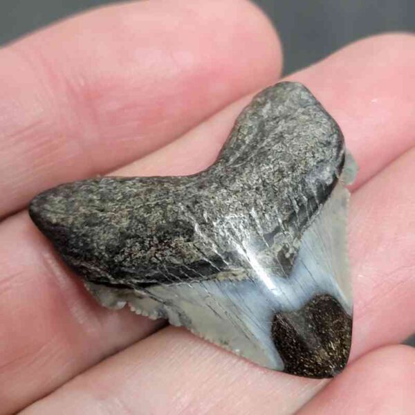 1 1/2" - Polished Megalodon Shark Tooth with Dark Brown Root and Gray Enamel -  - #7 - Image 2