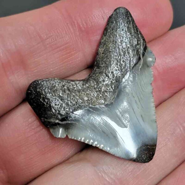 1 1/2" - Polished Megalodon Shark Tooth with Dark Brown Root and Gray Enamel -  - #7 - Image 3