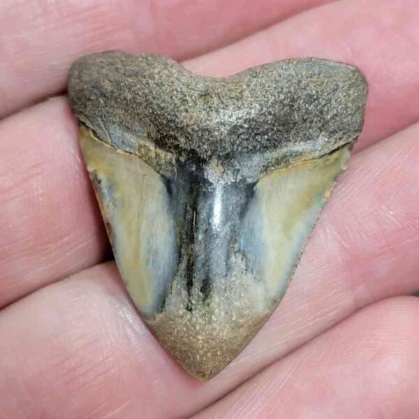 1 7/16" - Polished Megalodon Shark Tooth with Dark Brown Root and Brown Enamel -  - #9
