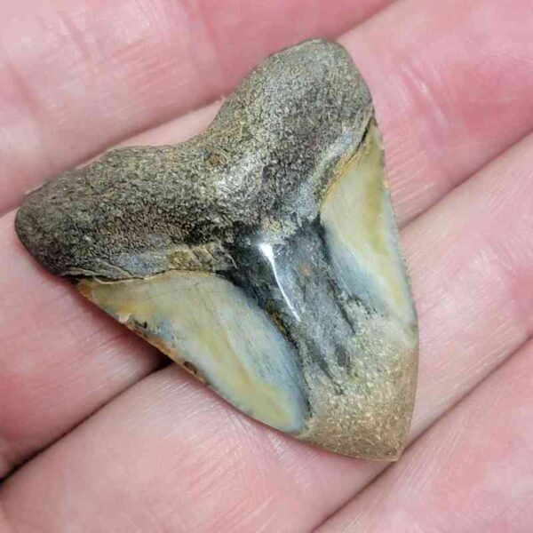 1 7/16" - Polished Megalodon Shark Tooth with Dark Brown Root and Brown Enamel -  - #9 - Image 2