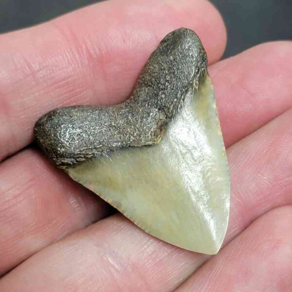 1 7/16" - Polished Megalodon Shark Tooth with Dark Brown Root and Brown Enamel -  - #9 - Image 3
