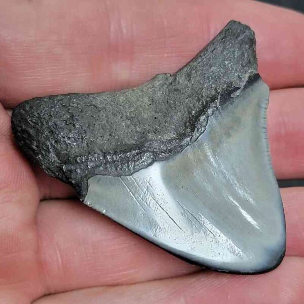 2.375" Polished Megalodon Tooth with Gray Enamel & Dark Brown Root Fossil - Image 3