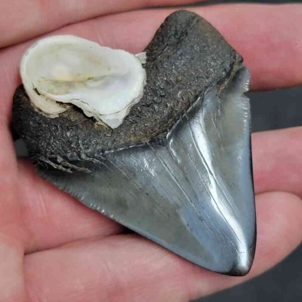 2.125" Polished Megalodon Tooth – Gray Enamel, Dark Root & Oyster Attachment Fossil - Image 3