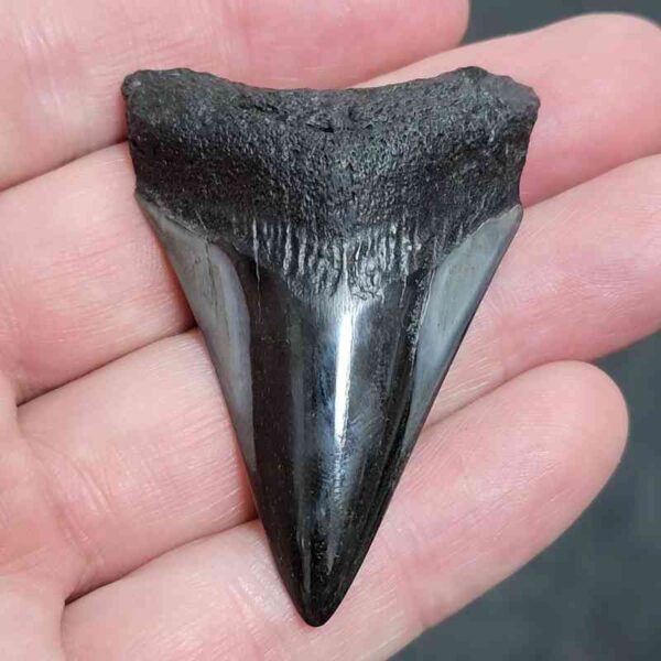 2.125" Polished Megalodon Tooth with Neutral Brown Root & Gray Enamel