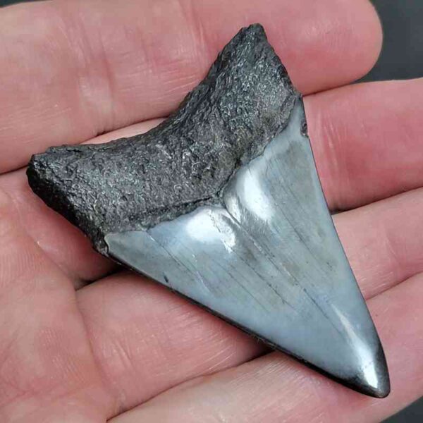 2.125" Polished Megalodon Tooth with Neutral Brown Root & Gray Enamel - Image 3