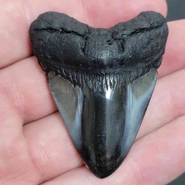 2.25" Polished Megalodon Tooth with Gray Enamel & Dark Brown Root Fossil