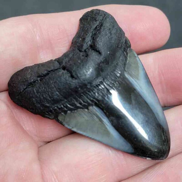 2.25" Polished Megalodon Tooth with Gray Enamel & Dark Brown Root Fossil - Image 2