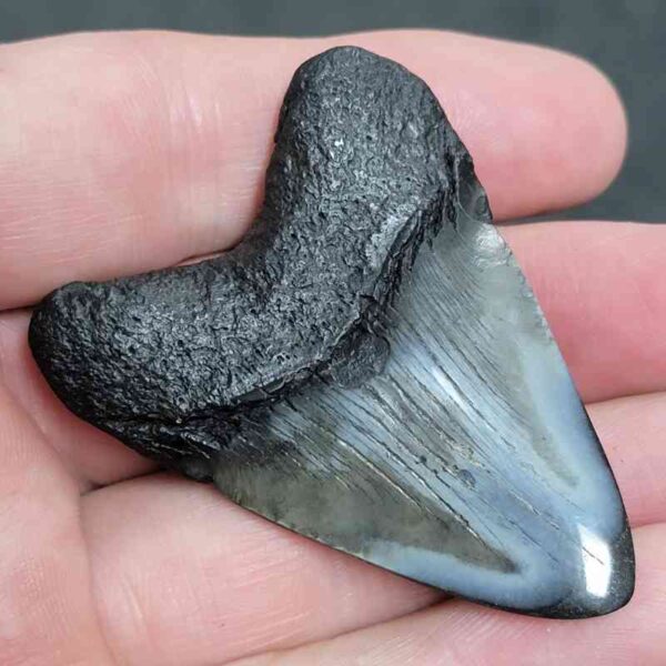 2.25" Polished Megalodon Tooth with Gray Enamel & Dark Brown Root Fossil - Image 3