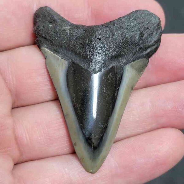 2.375" Polished Megalodon Tooth with Tannish Gray Enamel & Dark Root