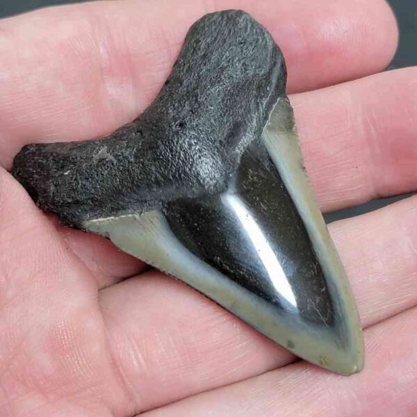 2.375" Polished Megalodon Tooth with Tannish Gray Enamel & Dark Root - Image 2
