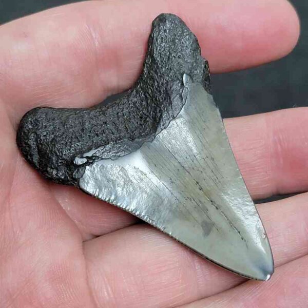 2.375" Polished Megalodon Tooth with Tannish Gray Enamel & Dark Root - Image 3