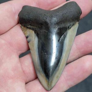 2.5" Polished Megalodon Tooth with Tan Enamel & Dark Brown Root Fossil