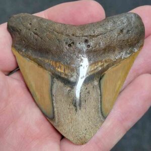 2.5" Polished Megalodon Tooth with Wide Fossil with Brown Root & Brown Enamel
