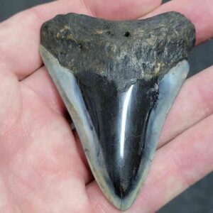 2.875" Polished Megalodon Tooth with Mottled Root & Gray Enamel Fossil