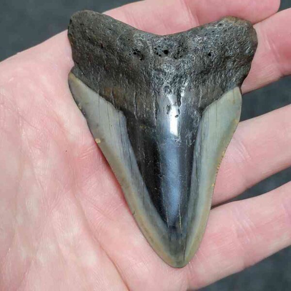 3.25"+ Polished Megalodon Tooth with Dark Root & Gray Enamel Fossil