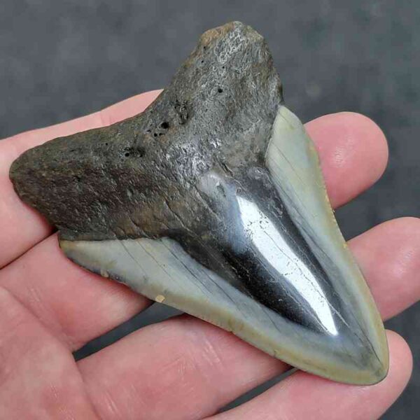 3.25"+ Polished Megalodon Tooth with Dark Root & Gray Enamel Fossil - Image 2