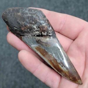 50% complete polished megalodon shark tooth