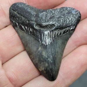 Megalodon Shark Tooth - STCOM2-1