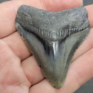 Megalodon Shark Tooth - STCOM2-10