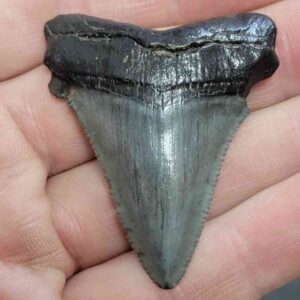 Megalodon Shark Tooth - STCOM2-11