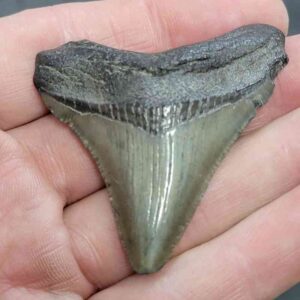 Megalodon Shark Tooth - STCOM2-13