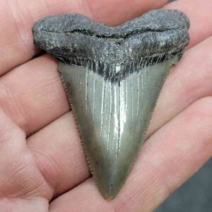 Megalodon Shark Tooth - STCOM2-14
