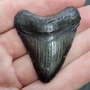 Megalodon Shark Tooth - STCOM2-16