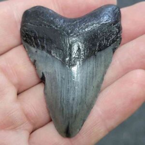 Megalodon Shark Tooth - STCOM2-17