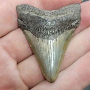 Megalodon Shark Tooth - STCOM2-22