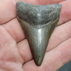 Megalodon Shark Tooth - STCOM2-24