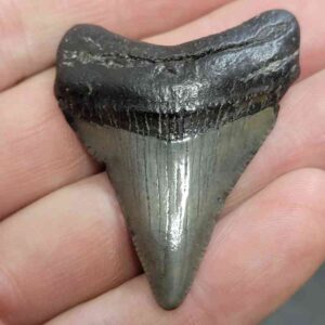 Megalodon Shark Tooth - STCOM2-3