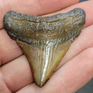 Megalodon Shark Tooth - STCOM2-35