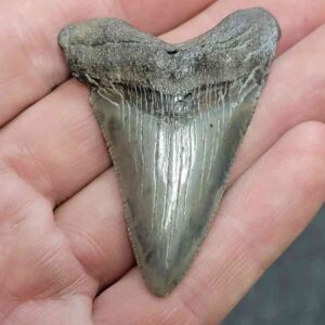 Megalodon Shark Tooth - STCOM2-36