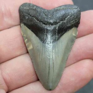 Megalodon Shark Tooth - STCOM2-37
