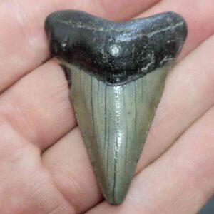 Megalodon Shark Tooth - STCOM2-39